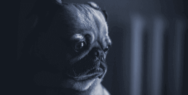 Sad Dog